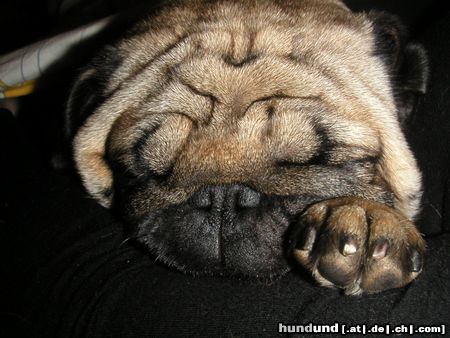 Mops Hunde Foto 20364 Mops CANIS PUGNAX ROCKEFELLA
