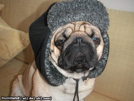 Mops Hunde Foto 20365 Mops CANIS PUGNAX ROCKEFELLA