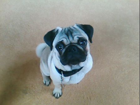 Mops Hunde Foto 32881 in höherer Auflösung ansehen Mops Unser Ruffy