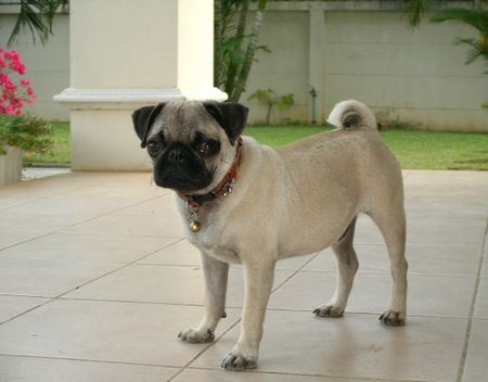 Mops Hunde Foto 29033 in höherer Auflösung ansehen Mops Mein Name ist Suebue und lebe in Thailand