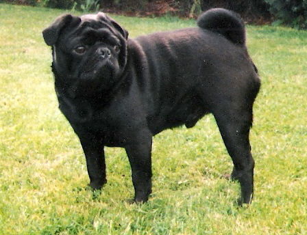 Mops Hunde Foto 37440 in höherer Auflösung ansehen Mops Das ist meinSchatz Monty