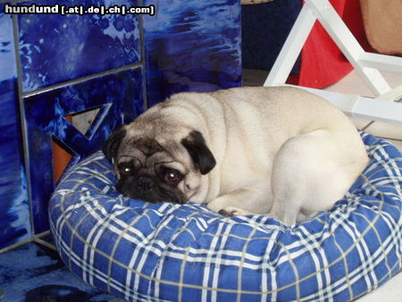 Mops Hunde Foto 25552 Mops