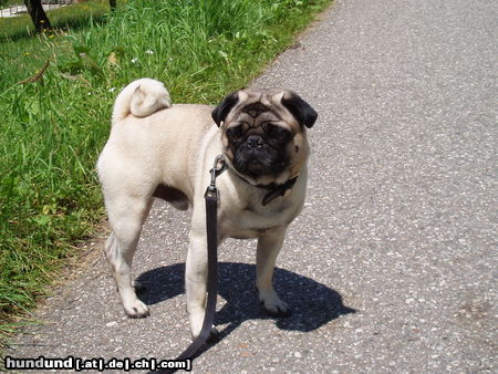 Mops Hunde Foto 25551 Mops