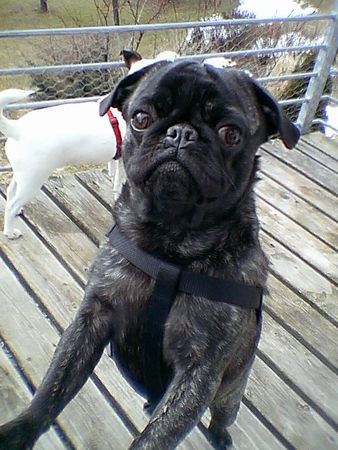 Mops Hunde Foto 33206 Mops Paul von Wolfsbühl, 15 Monate