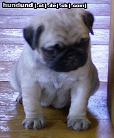 Mops Hunde Foto 13486 Mops C.P. Salome - 4 Wochen jung