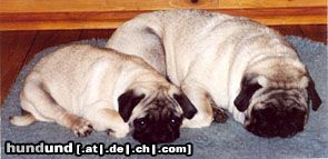 Mops Hunde Foto 15857 in höherer Auflösung ansehen Mops Mutter und Kind