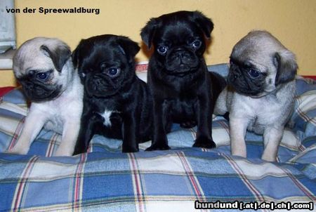 Mops Hunde Foto 46219 Mops Das ist unser Wurf F