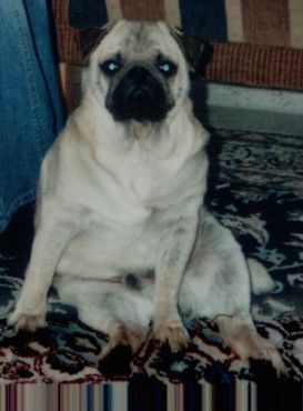 Mops Hunde Foto 31049 Mops So sitze ich ganz bequem!!!!
