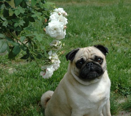 Mops Hunde Foto 35692 in höherer Auflösung ansehen Mops Res Rusticae Angelina
