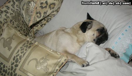 Mops BABA TRÄUMT SCHON VON ELVIS!
