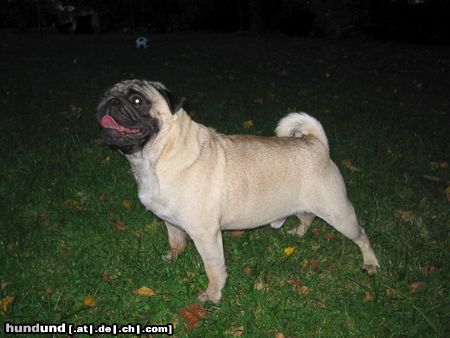 Mops Hunde Foto 15331 in höherer Auflösung ansehen Mops mhm bioapfel!