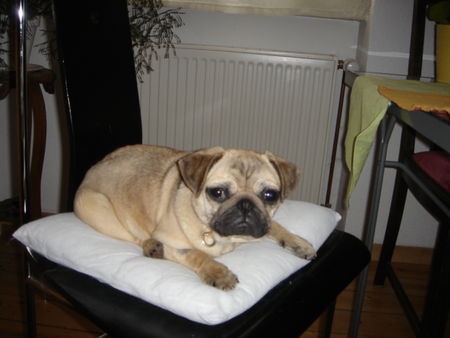 Mops Hunde Foto 36398 in höherer Auflösung ansehen Mops Coco Chanel