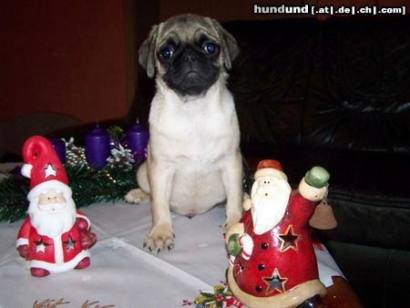 Mops ich bin der kleine Weihnachtsmann