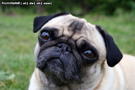Mops Hunde Foto 22262 in höherer Auflösung ansehen Mops Möpsin Emmi