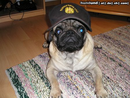 Mops Hunde Foto 23116 in höherer Auflösung ansehen Mops Polizeihund