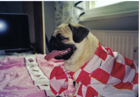 Mops Hunde Foto 26796 in höherer Auflösung ansehen Mops Medo