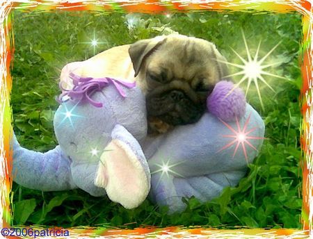 Mops Hunde Foto 32231 in höherer Auflösung ansehen Mops Hannibal und sein Schmusetier
