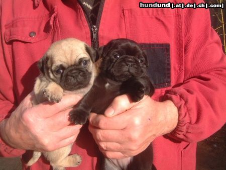 Mops Hunde Foto 18305 in höherer Auflösung ansehen Mops Vor 5 Wochen wurdwn die beiden geboren