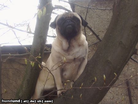 Mops Hunde Foto 11325 Mops Und wer meint jetzt noch wir Möpse sind unsportlich??