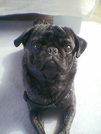 Mops Hunde Foto 33207 Mops Paul von Wolfsbühl, 15 Monate