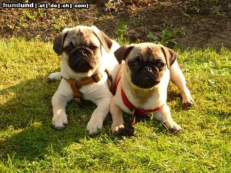 Mops Hunde Foto 46536 in höherer Auflösung ansehen Mops