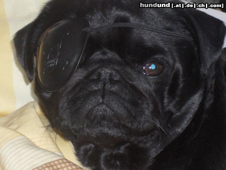Mops Hunde Foto 46928 in höherer Auflösung ansehen Mops Berthold, schönster Hund des Universums ...