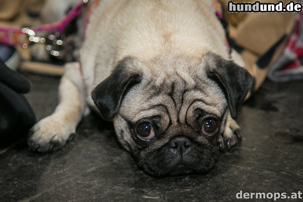 Mops Ein Mops am Boden, der Trubel rund herum lässt ihn kalt.