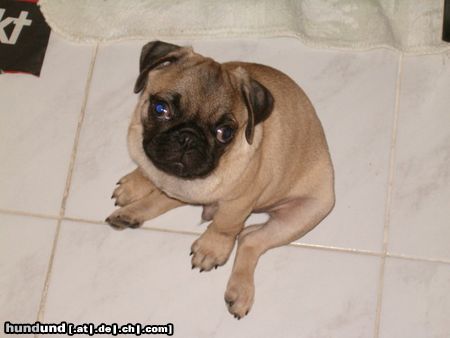 Mops Hunde Foto 16139 in höherer Auflösung ansehen Mops Stupsy