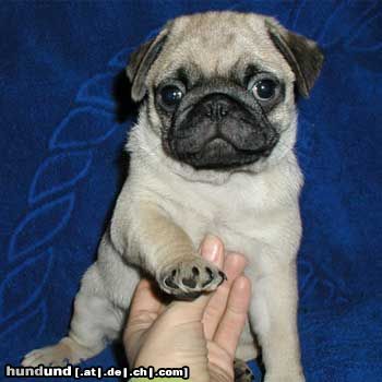 Mops Hunde Foto 18212 in höherer Auflösung ansehen Mops Lola mit 6 Wochen