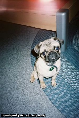 Mops Hunde Foto 7252 Mops Mein Süßer