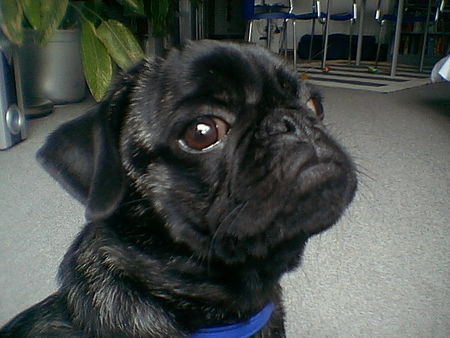 Mops Hunde Foto 28487 Mops Paulchen von Wolfsbühl aus Passau