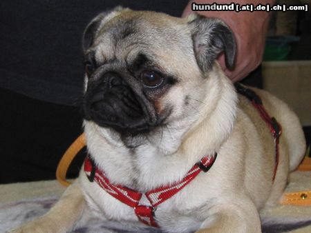 Mops Hunde Foto 15332 in höherer Auflösung ansehen Mops wat is