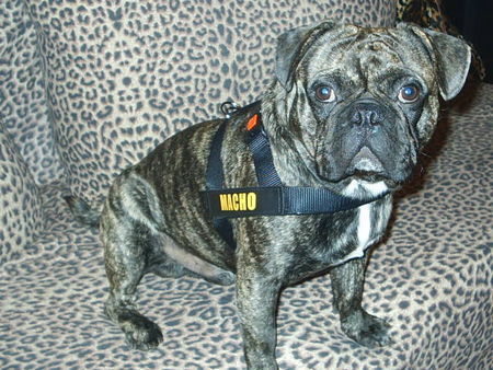 Mops Hunde Foto 33963 Mops pepe alias macho