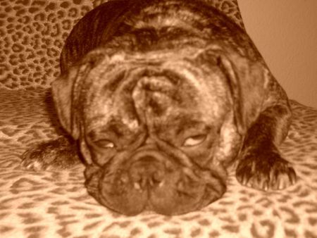 Mops Hunde Foto 35046 Mops nicht schon wieder ein foto:-)