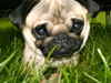Mops Foto: Anton (ID 39587) Mops Hund