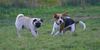Mops Foto: WB 01.11.05 (ID 26715) Mops Hund
