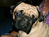 Mops Foto: Anton`s Freundin Lilli (ID 40755) Mops Hund
