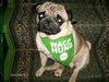 Mops Foto: Anton (ID 40754) Mops Hund