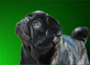 Mops Foto: Möpschen :-) (ID 24592) Mops Hund
