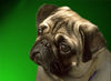 Mops Foto: Möpschen :-) (ID 24593) Mops Hund