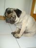 Mops Foto: Anuschka Mops - Wer kann diesem Blick widerstehen? (ID 36073) Mops Hund