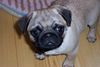 Mops Foto (ID 9436) Mops Hund