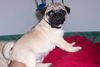 Mops Foto: kleines Baby ;o) (ID 9437) Mops Hund