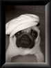 Mops Foto: Mrs. Missy (ID 35689) Mops Hund