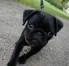 Mops Foto: Unsere Momo mit 14 Wochen beim Spaziergang (ID 7181) Mops Hund
