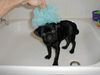 Mops Foto: Hey, was soll das? (ID 7182) Mops Hund
