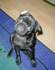 Mops Foto: Spielen? (ID 7183) Mops Hund