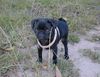 Mops Foto: Spielen? (ID 7184) Mops Hund