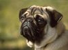 Mops Foto: Ein Möpschen (ID 15377) Mops Hund