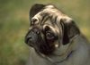 Mops Foto: Ein Möpschen (ID 15378) Mops Hund